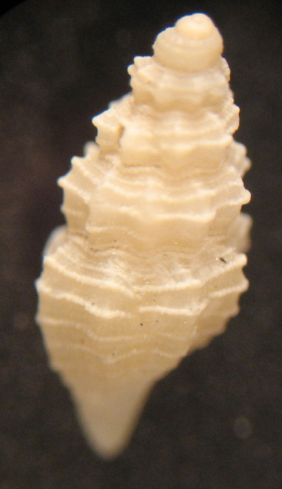 Bela brachystoma